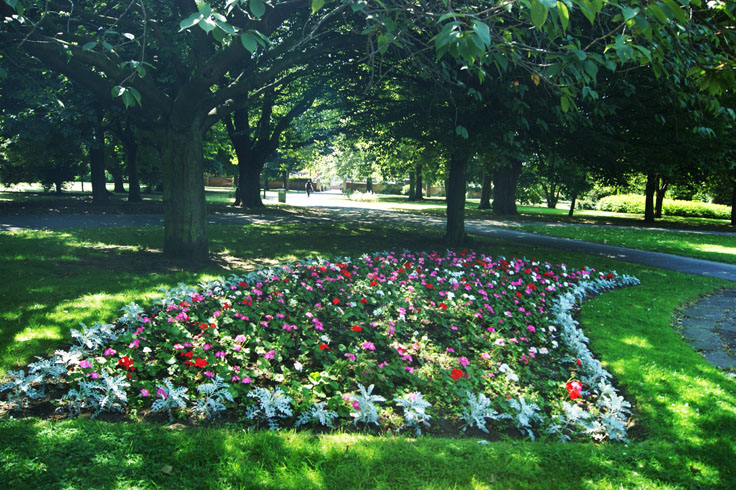 A bed of flowers.